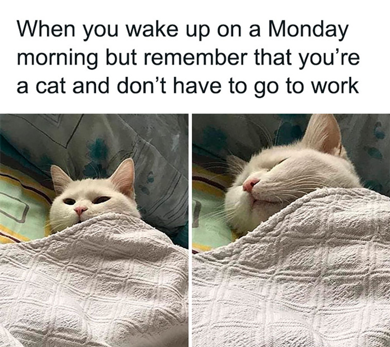 cat posts