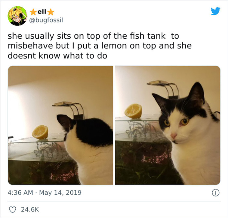 cat posts