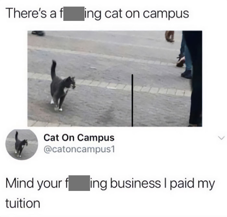 cat posts