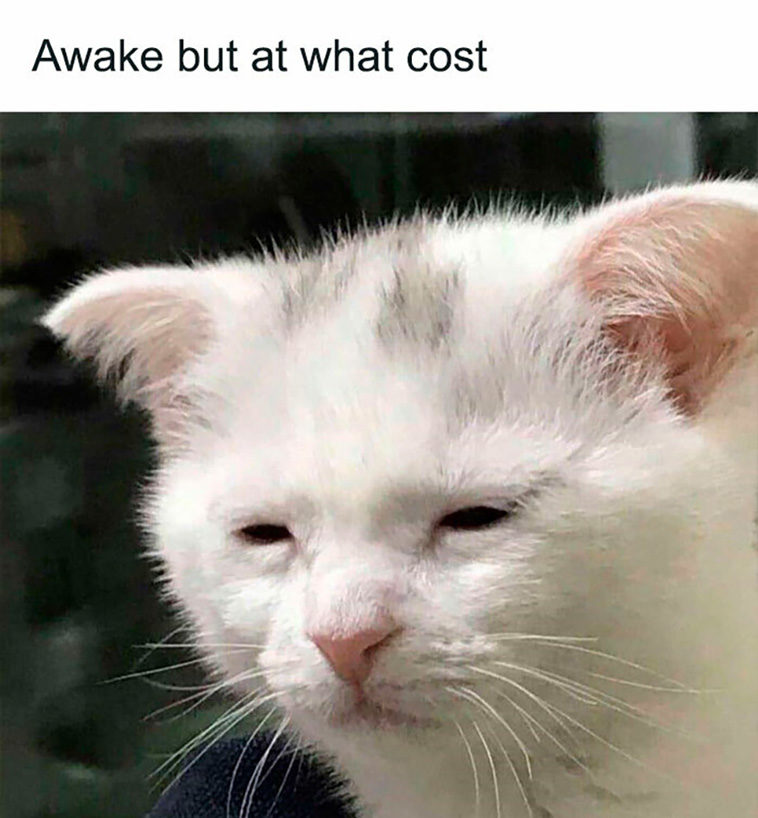 cat posts