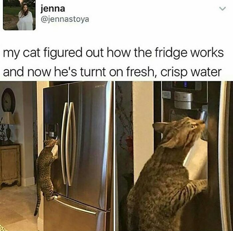 cat posts