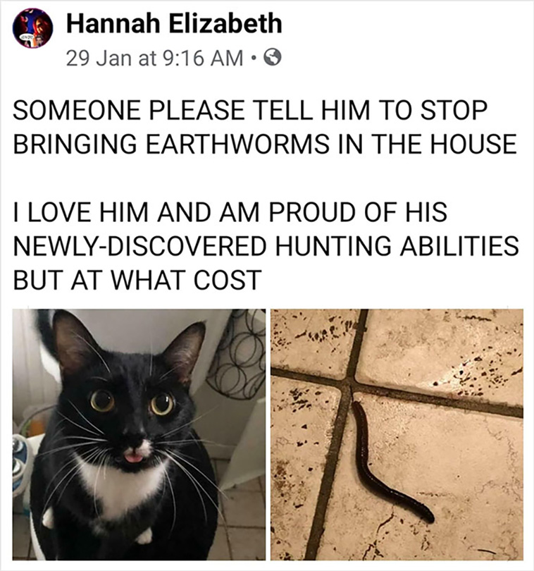 cat posts