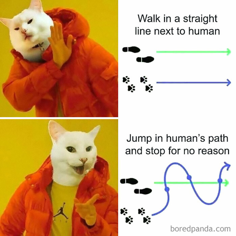 cat posts