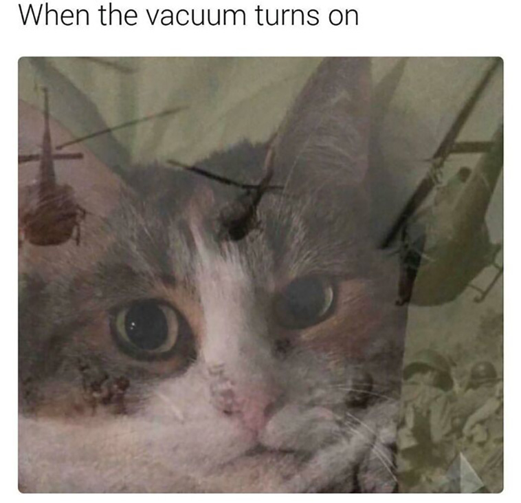 cat posts
