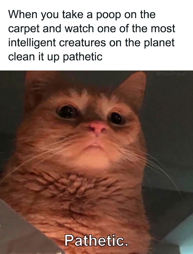 cat posts