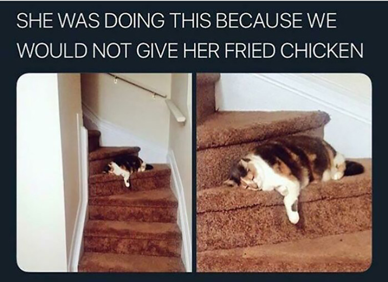 cat posts