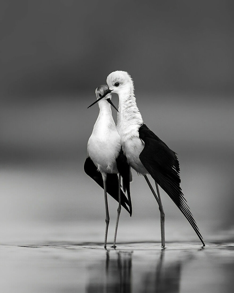 bird photographer