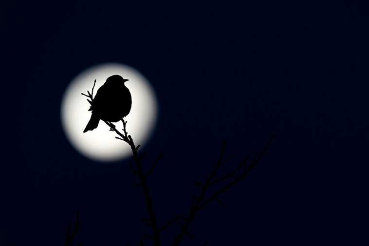 bird photographer