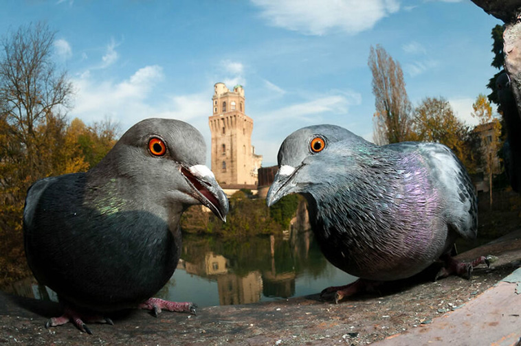 bird photographer