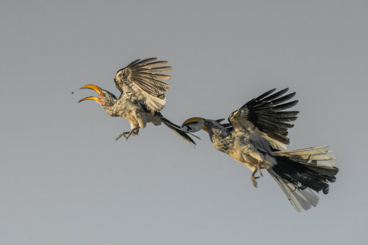 bird photographer