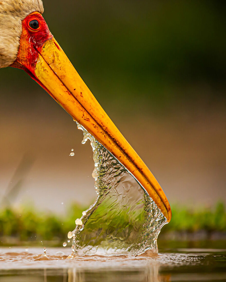 bird photographer