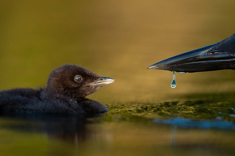 bird photographer