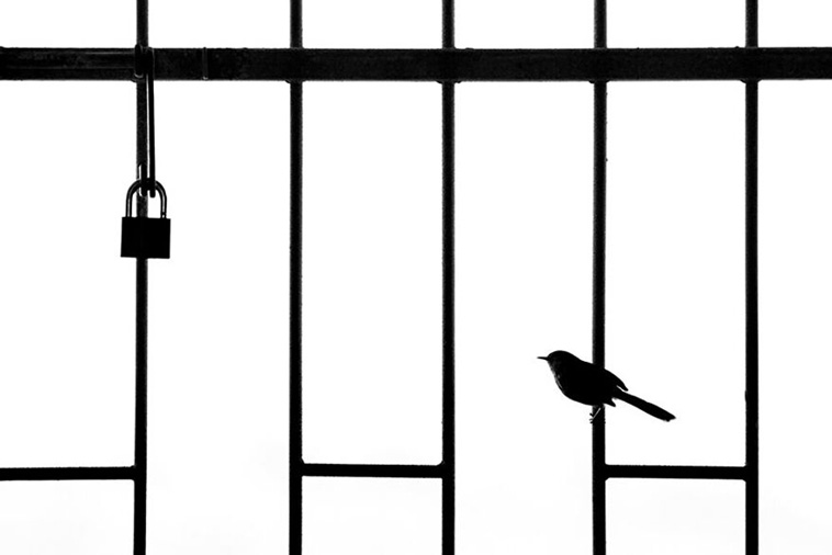 bird photographer