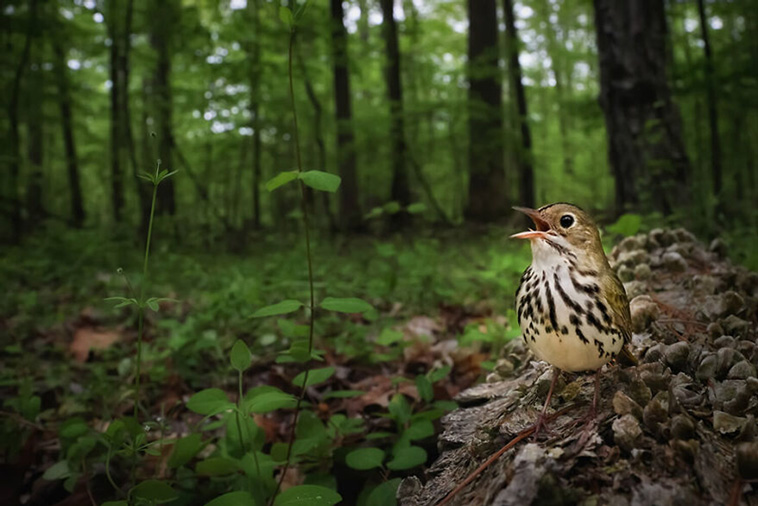 bird photographer
