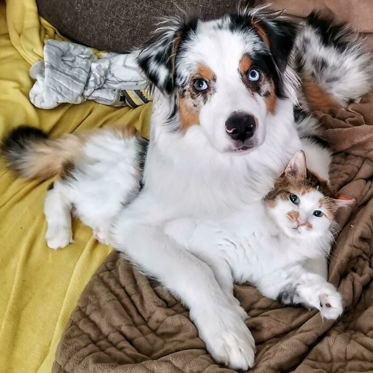 animal brothers