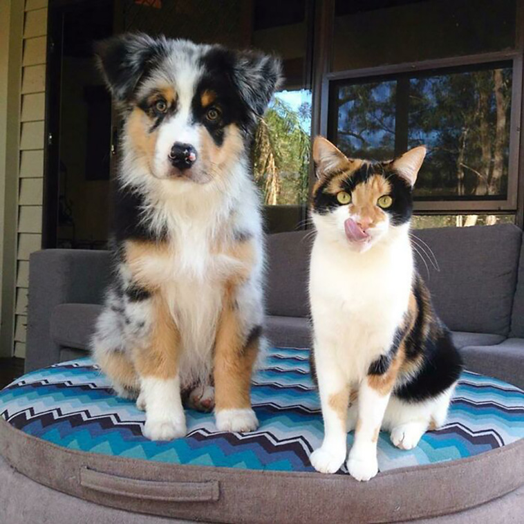 animal brothers