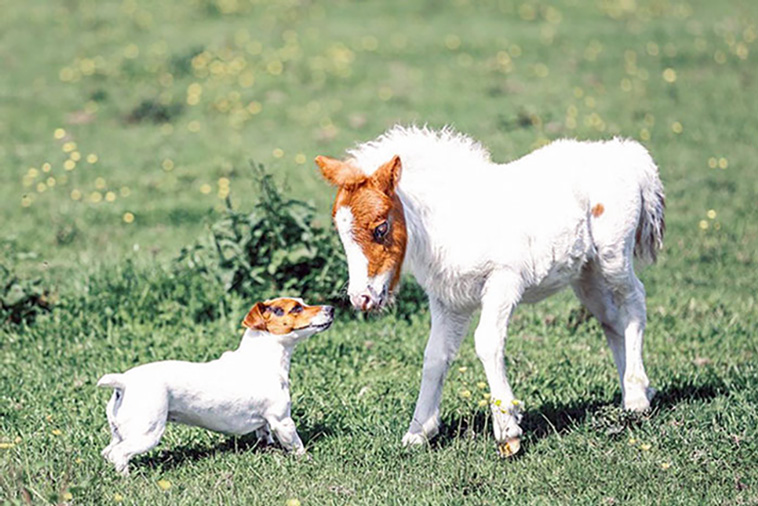 animal brothers