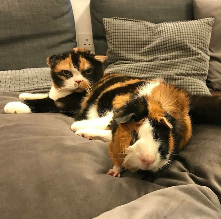 animal brothers