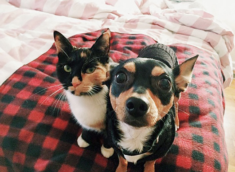 animal brothers