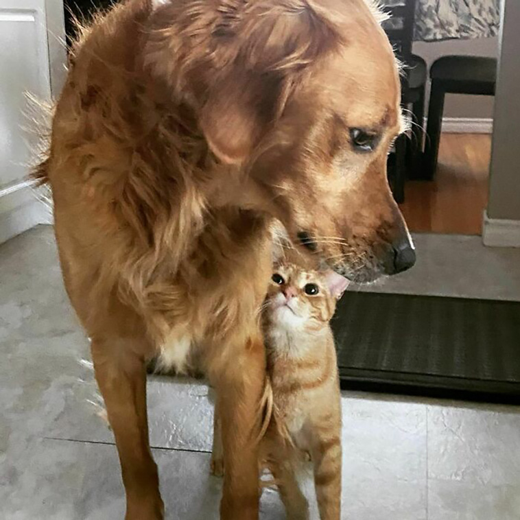 animal brothers