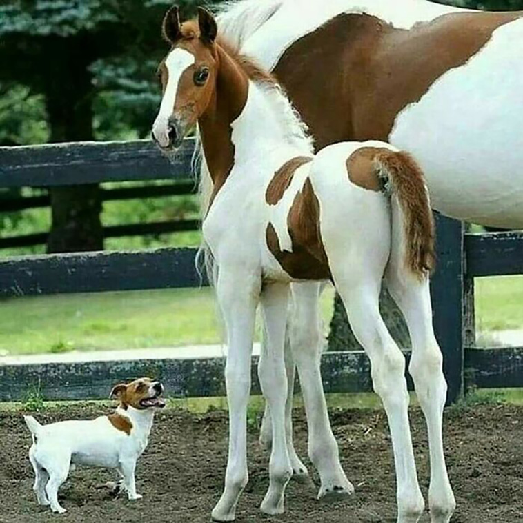 animal brothers