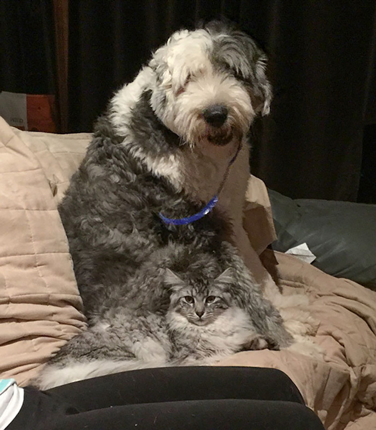 animal brothers