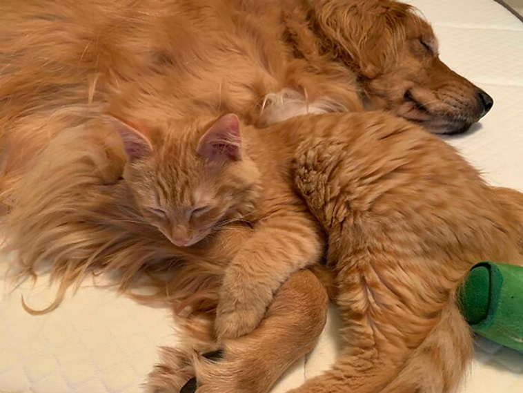 animal brothers