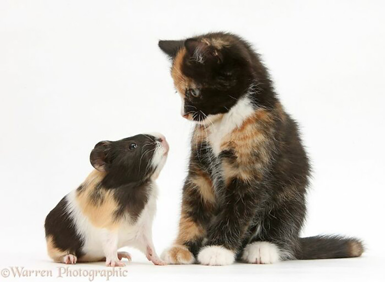 animal brothers