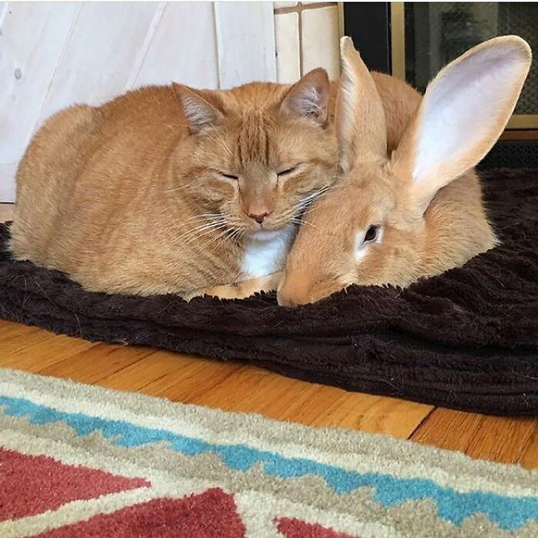 animal brothers