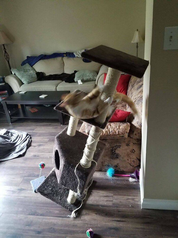 funniest cats