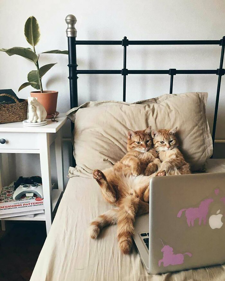 funniest cats