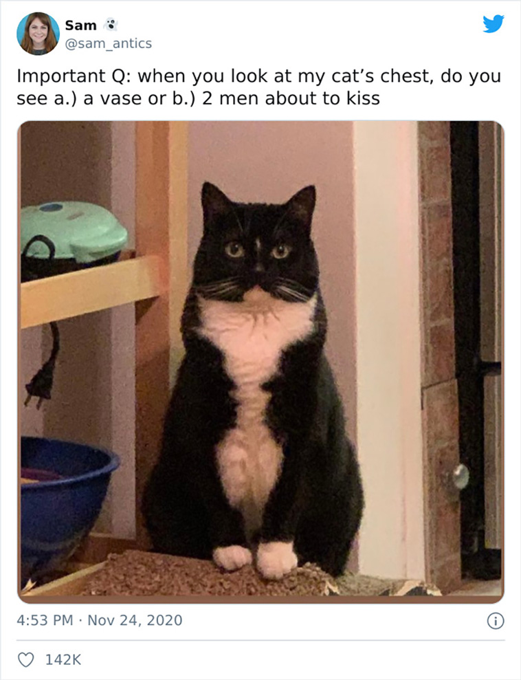 funniest cats