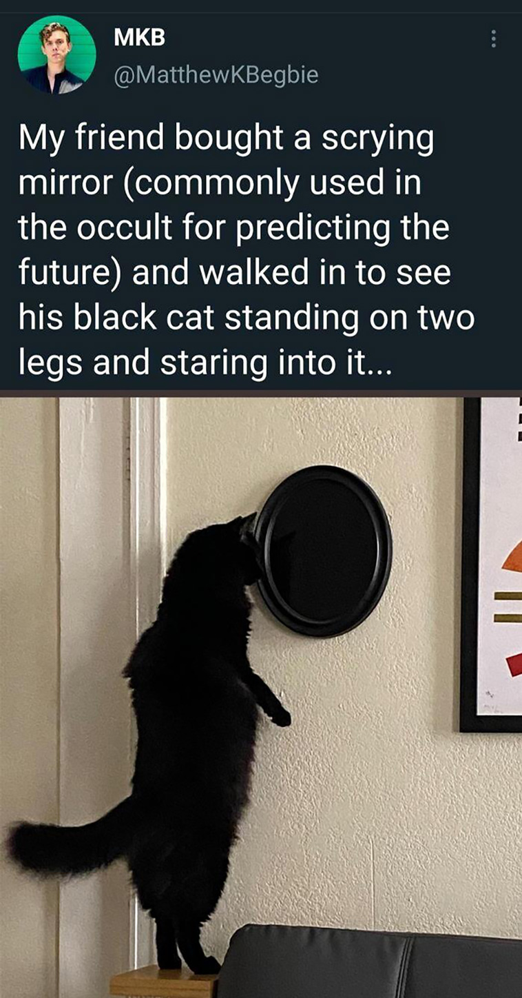 funniest cats