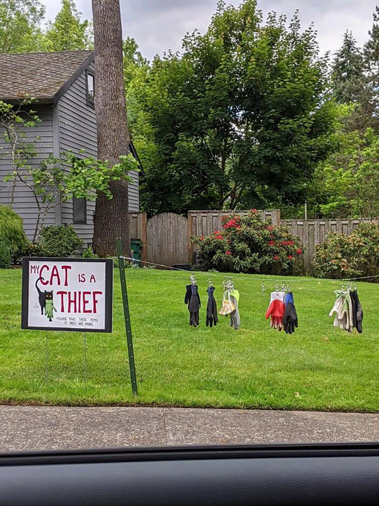 funniest cats
