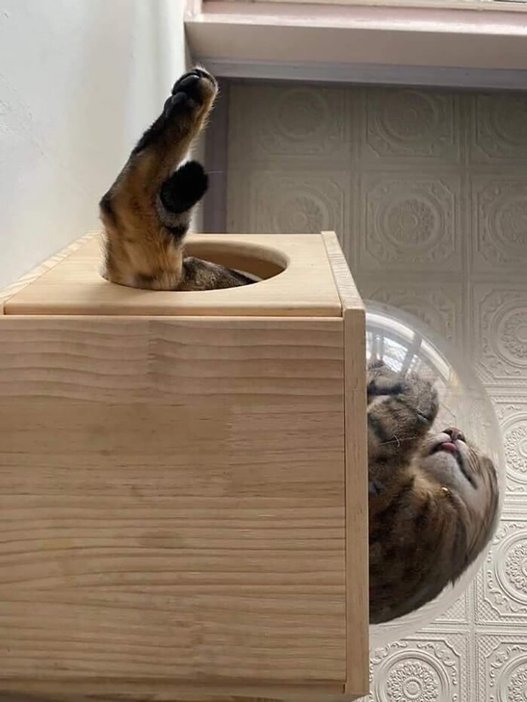 funniest cats
