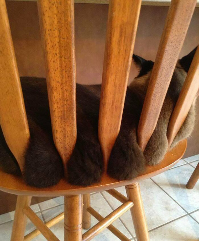 funniest cats