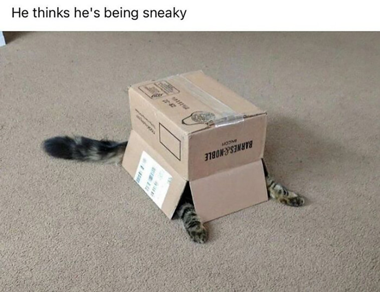 funniest cats