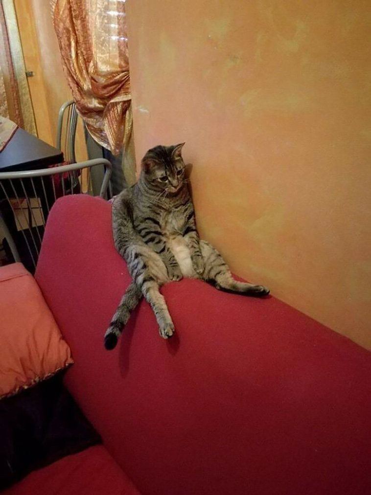 funniest cats