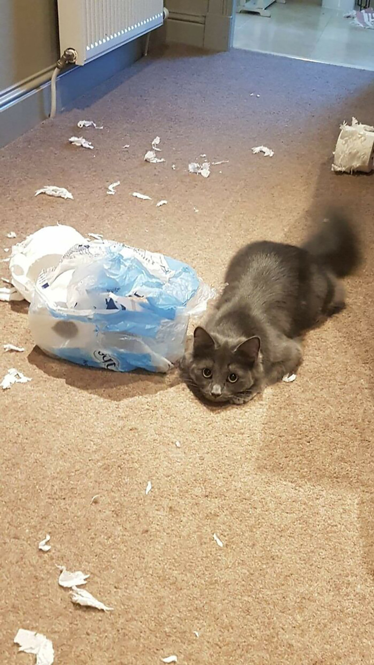 funniest cats