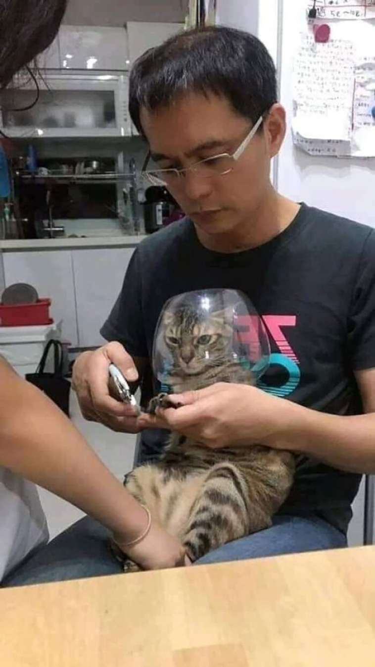 funniest cats