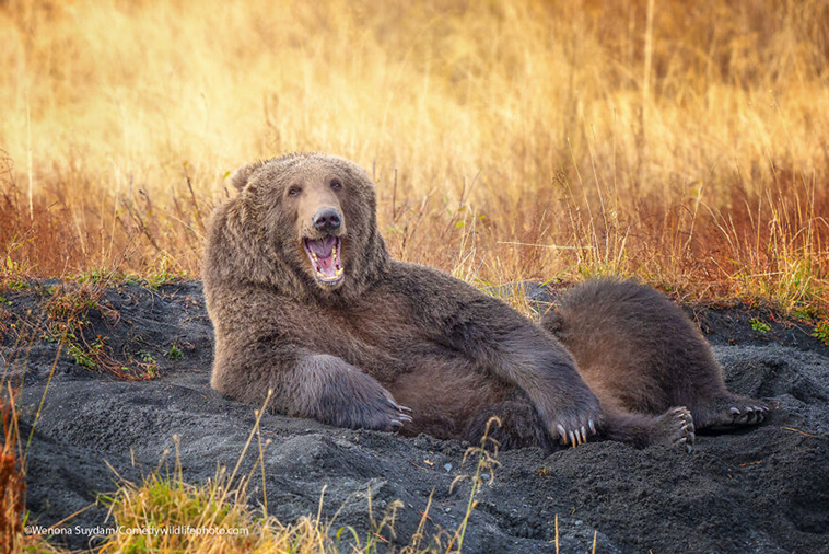 comedy wildlife