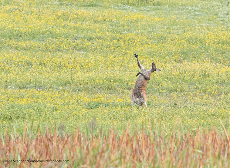 comedy wildlife