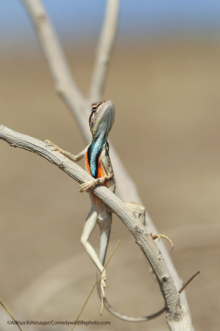 comedy wildlife