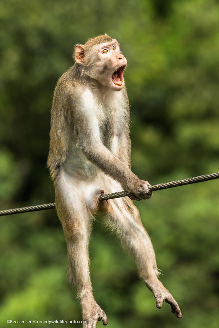 comedy wildlife