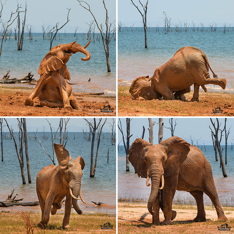comedy wildlife