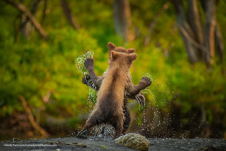 comedy wildlife