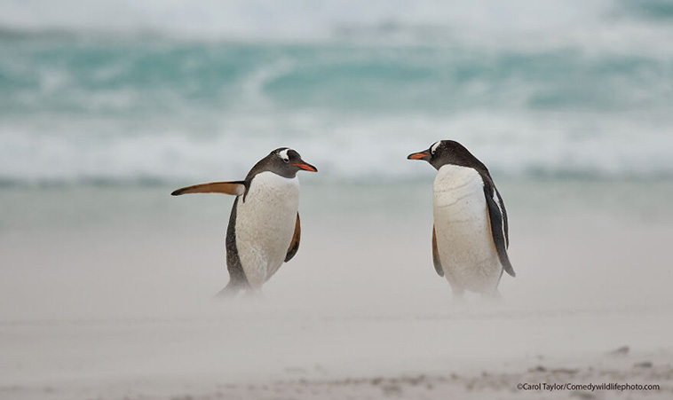 comedy wildlife