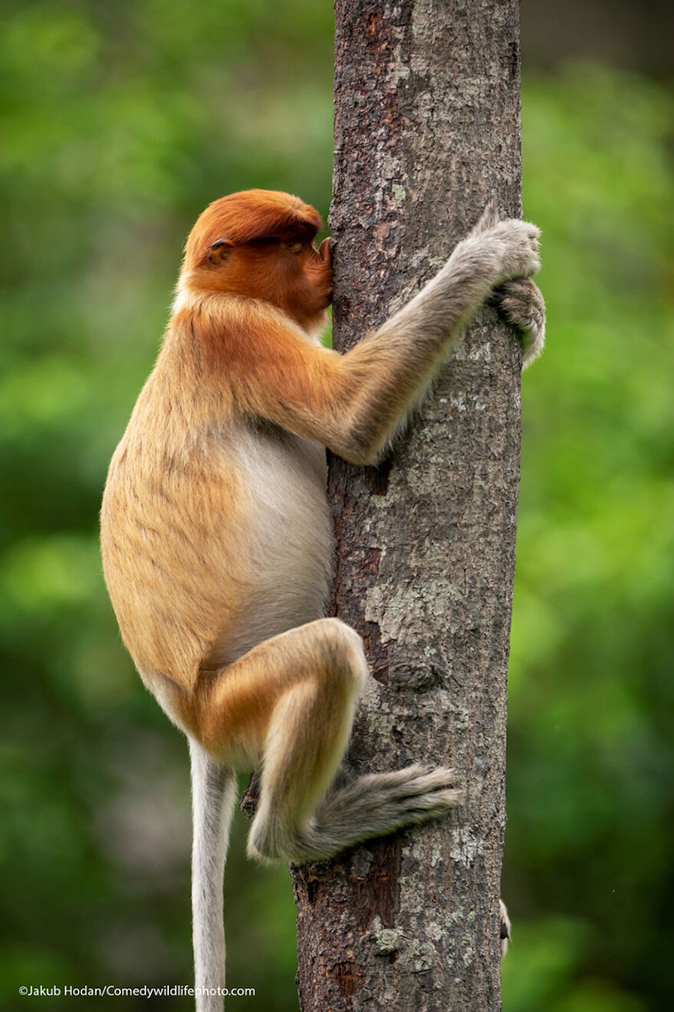 comedy wildlife