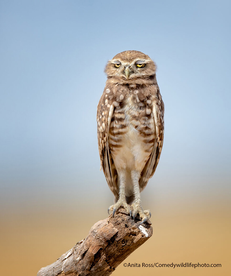 comedy wildlife