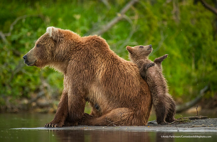 comedy wildlife